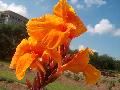 Orange Beauty Canna / Canna 